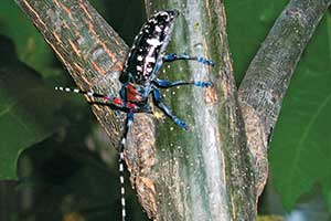 Photo: Dean Morewood, Health Canada, Bugwood.org