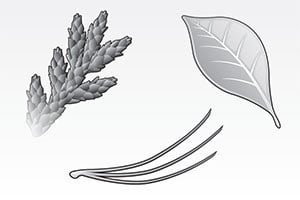 illustration: David Preiss