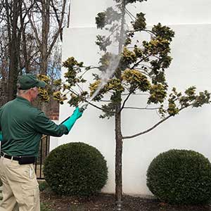 Photo: Virginia Green Lawn Care