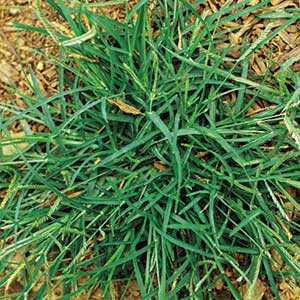 Ted Bodner, Southern Weed Science Society, Bugwood. org