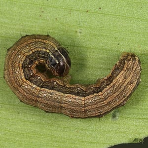 (Photo: Lyle Buss, University of Florida)