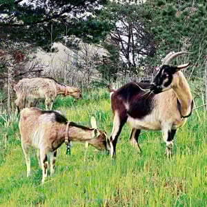 Photo: Gachina Landscape Management